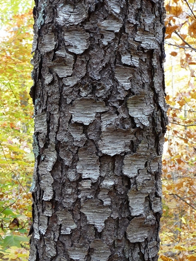 {Prunus serotina}